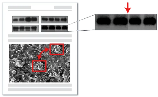 图片篡改检测与造假识别技术-科研图片真伪鉴定